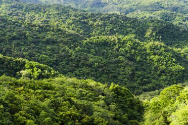 Güzel yeşil orman arka planı