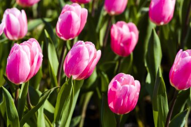 Bahçedeki güzel lale çiçeği