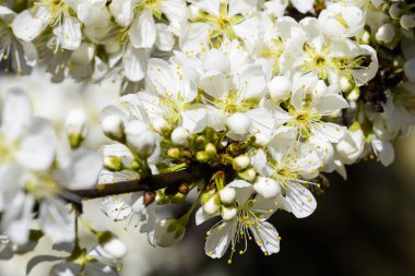 Çiçeklenme ile beyaz dalları Prunus padus