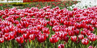 Bahçedeki güzel lale çiçeği