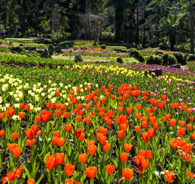 Bahçedeki güzel lale çiçeği