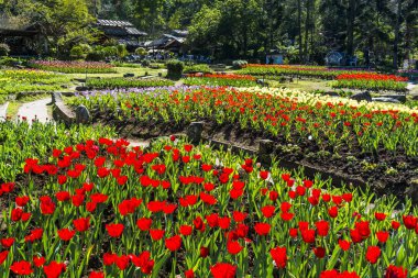 Bahçedeki güzel lale çiçeği