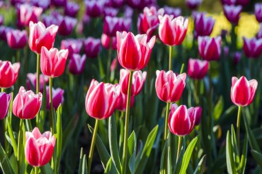 Bahçedeki güzel lale çiçeği