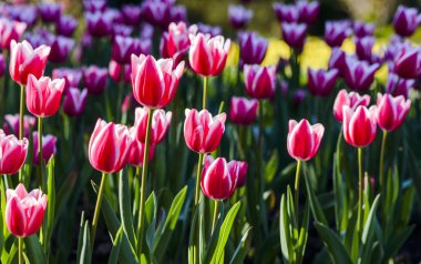 Bahçedeki güzel lale çiçeği