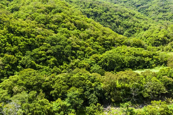 Mooie Groene Bos Achtergrond — Stockfoto