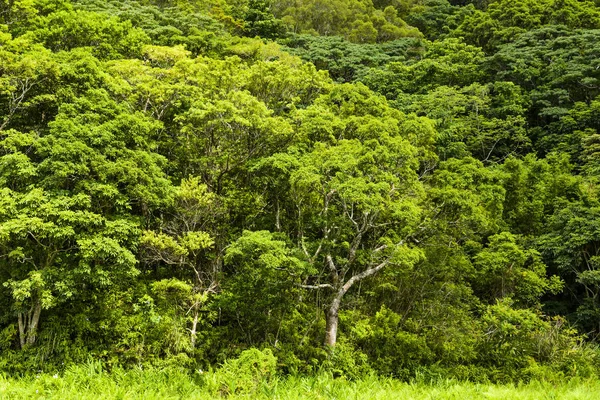 Mooie Groene Bos Achtergrond — Stockfoto
