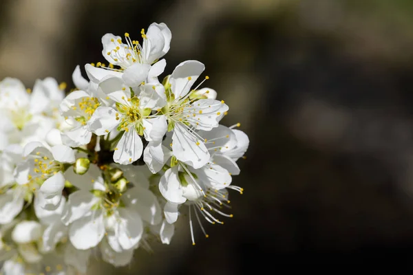 Ветви Цветущим Белым Черносливом — стоковое фото