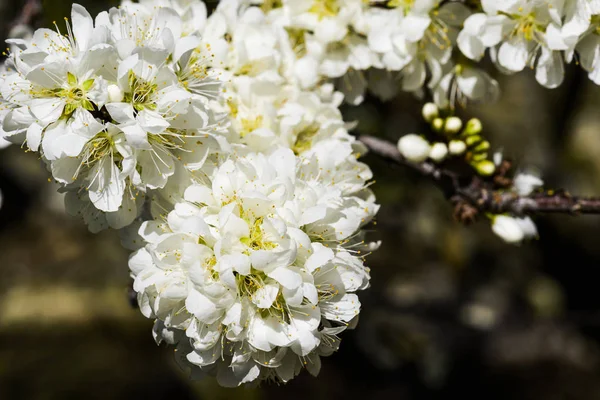 Ramas Con Floración Blanca Prunus Padus —  Fotos de Stock