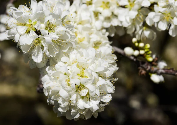 Ветви Цветущим Белым Черносливом — стоковое фото