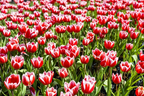 Beautiful Tulip Flower Garden — Stock Photo, Image