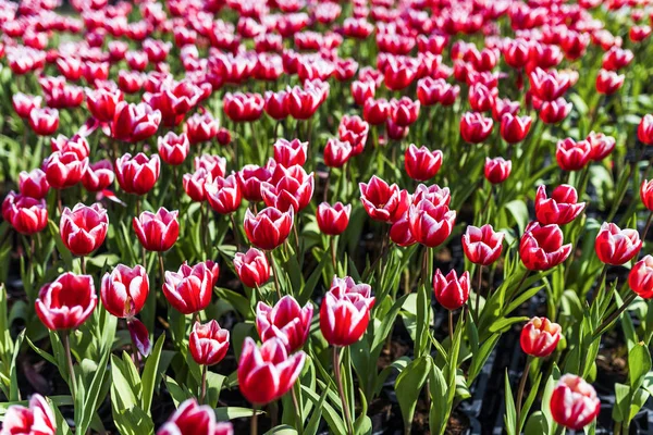 Beautiful Tulip Flower Garden — Stock Photo, Image