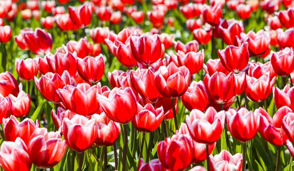 Beautiful Tulip Flower Garden — Stock Photo, Image