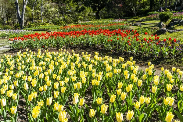 Vacker Tulpanblomma Trädgården — Stockfoto