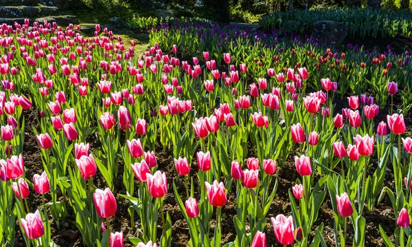 Beautiful Tulip Flower Garden — Stock Photo, Image