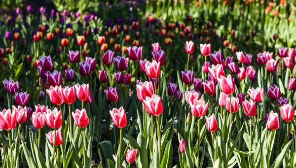 Beautiful Tulip Flower Garden — Stock Photo, Image