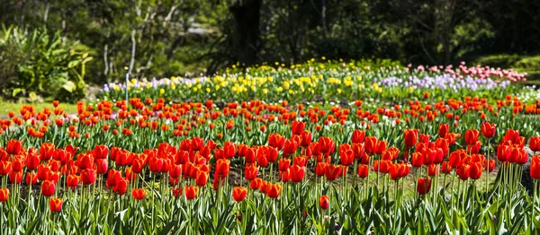 Schöne Tulpenblume Garten — Stockfoto