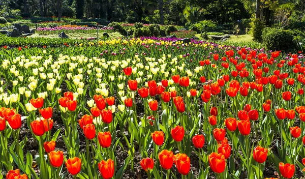 Beautiful Tulip Flower Garden — Stock Photo, Image