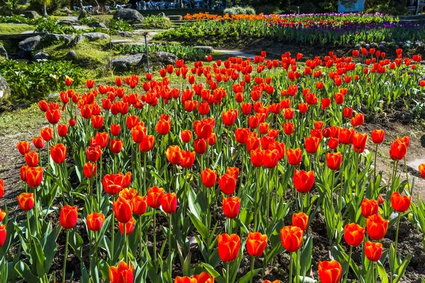 Beautiful Tulip Flower Garden — Stock Photo, Image