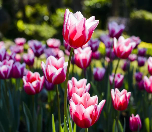 Beautiful Tulip Flower Garden — Stock Photo, Image