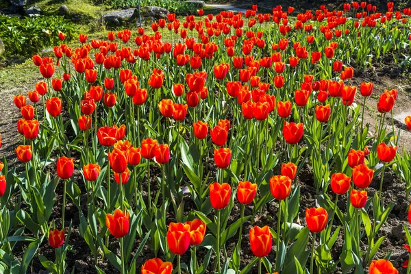 Beautiful Tulip Flower Garden — Stock Photo, Image