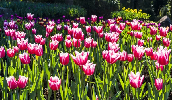 Красива Квітка Тюльпанів Саду — стокове фото