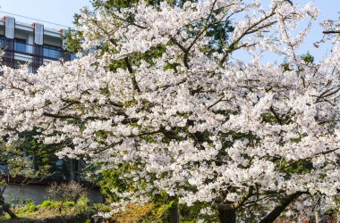 Bahçede güzel kiraz çiçekleri