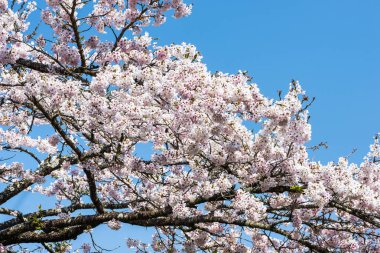Bahçede güzel kiraz çiçekleri