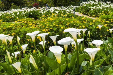 Calla lily alan bahçede çiçek açan güzel beyaz Calla lily çiçek. 
