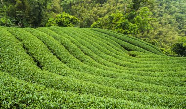 çay plantasyon dağın içinde