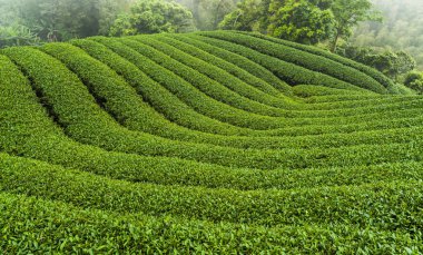 çay plantasyon dağın içinde