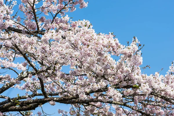 Schöne Kirschblüte Garten — Stockfoto