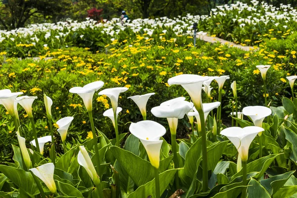 オランダカイウユリ フィールド ガーデンに咲く美しい白オランダカイウユリ花 — ストック写真