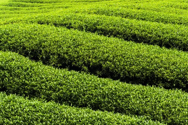 Tea Plantation Mountaintop — Stock Photo, Image