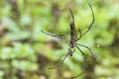yakın çekim nefila pilipes, örümcek.