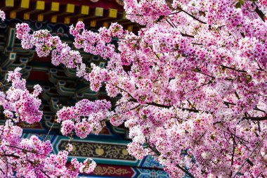 Bahçede güzel kiraz çiçekleri