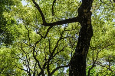 Parktaki yeşil ağaçlar