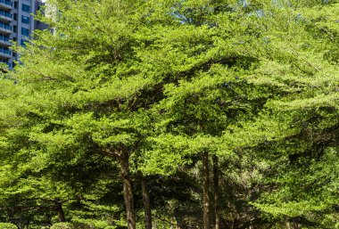 Parktaki yeşil ağaçlar