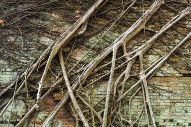 Bir duvarı kaplayan ficus gövde kökleri