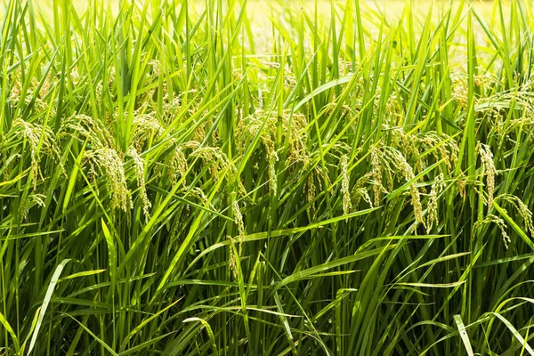 Cultivo Arroz Que Pronto Será Cosechado —  Fotos de Stock