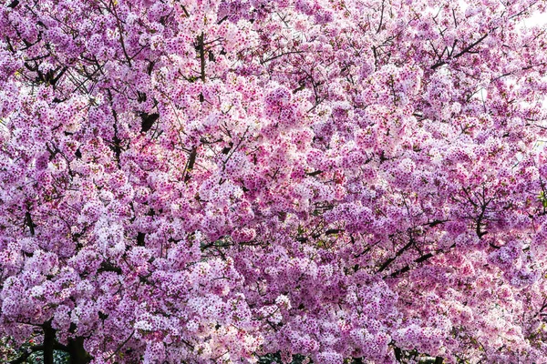 Красивий Вишневий Цвіт Саду — стокове фото