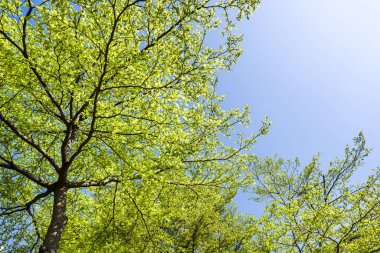 Arkaplan olarak mavi gökyüzü olan yemyeşil ağaçlar