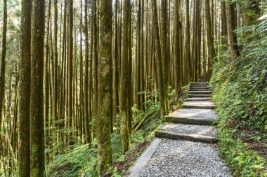 Tayvan 'ın Zhushan Nantou kentindeki orman taşları..