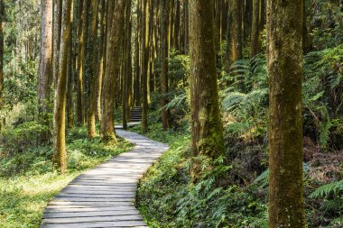 Tayvan 'ın Zhushan Nantou kentindeki orman taşları..