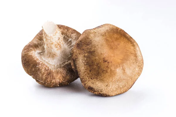 Mushrooms White Background — Stock Photo, Image