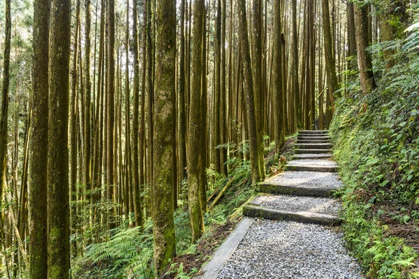 Tayvan 'ın Zhushan Nantou kentindeki orman taşları..