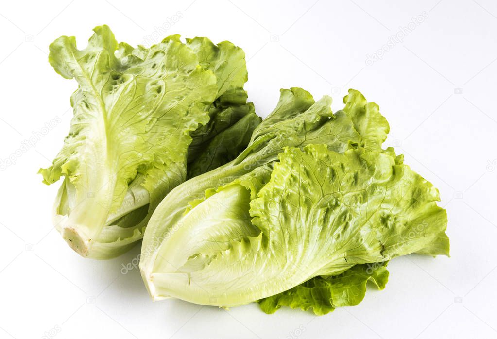 Fresh green lettuce on white background