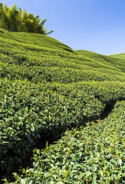 Nantou, Tayvan 'daki dağın tepesindeki çay çiftliği..