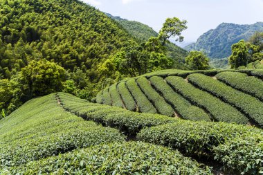 Nantou, Tayvan 'daki dağın tepesindeki çay çiftliği..