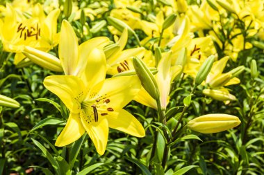 Bahçedeki güzel zambak çiçeği