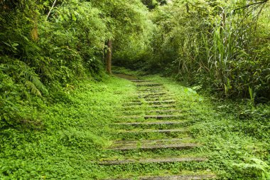 Taş merdiven yeşil orman
